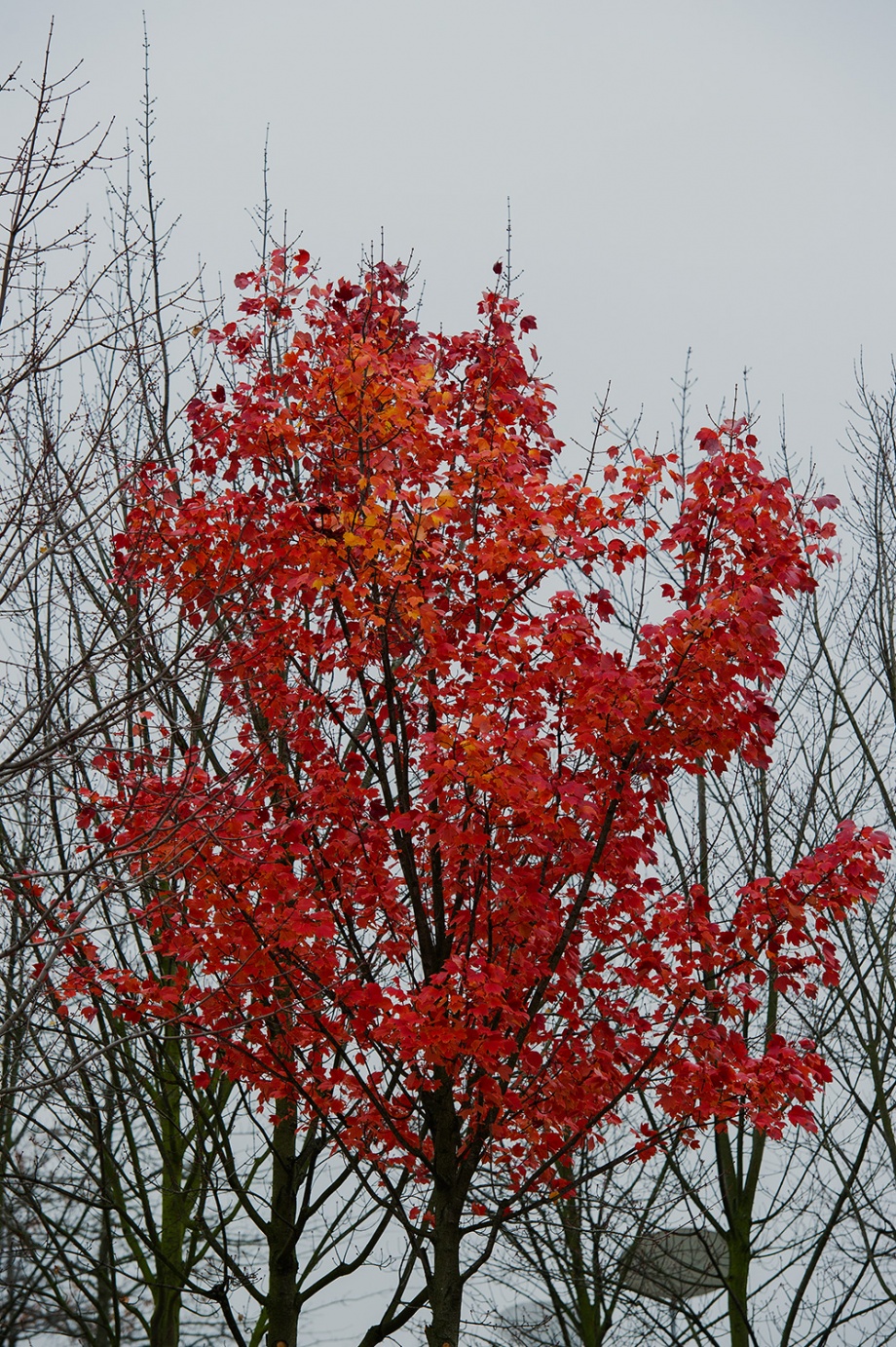 Berlim Novembro 2012