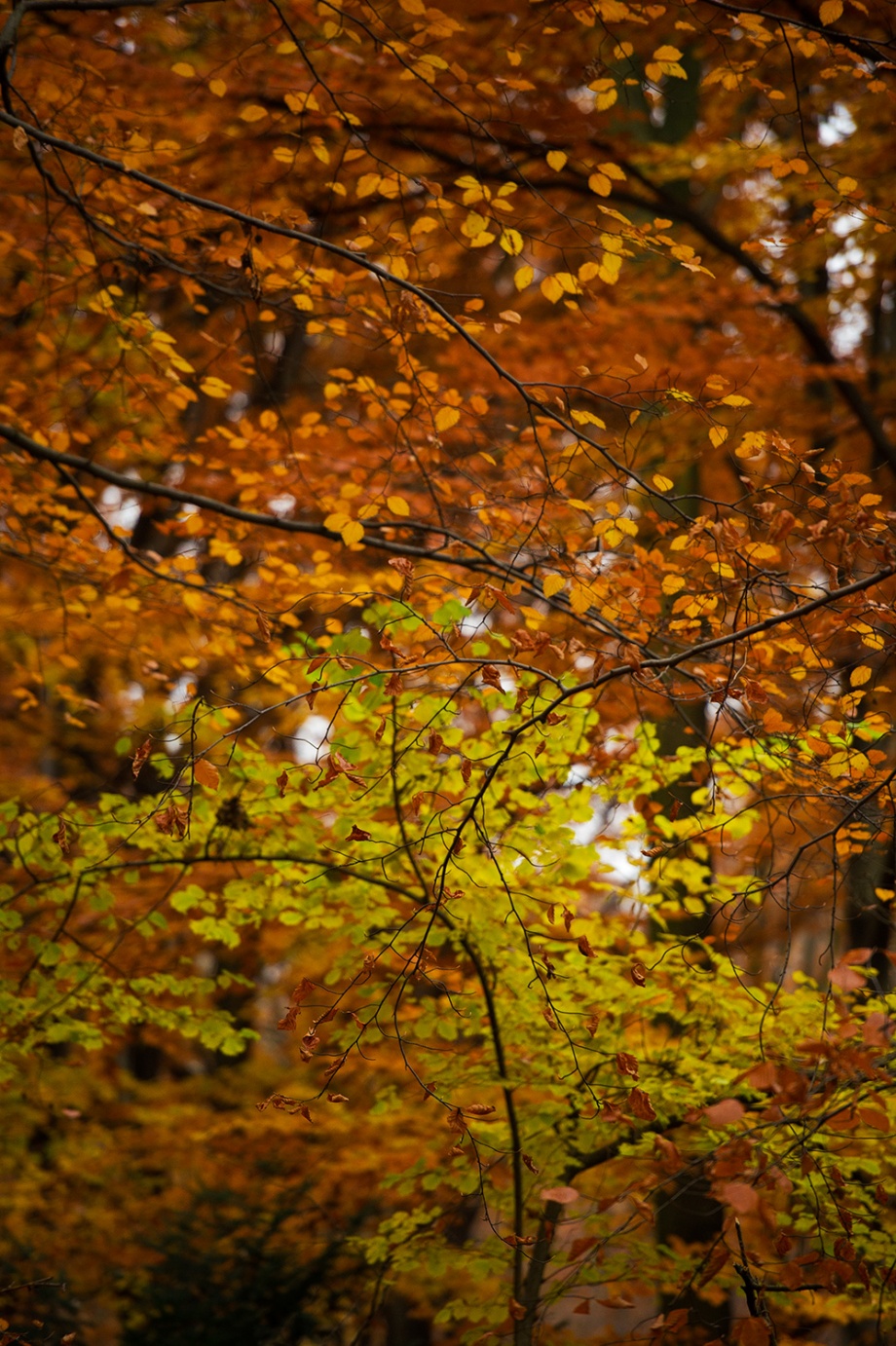 Berlim Novembro 2012