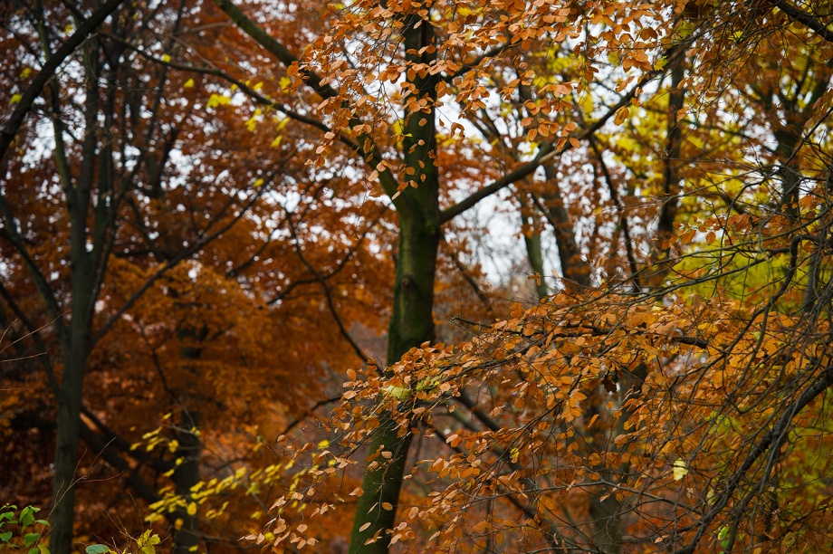 Berlim Novembro 2012