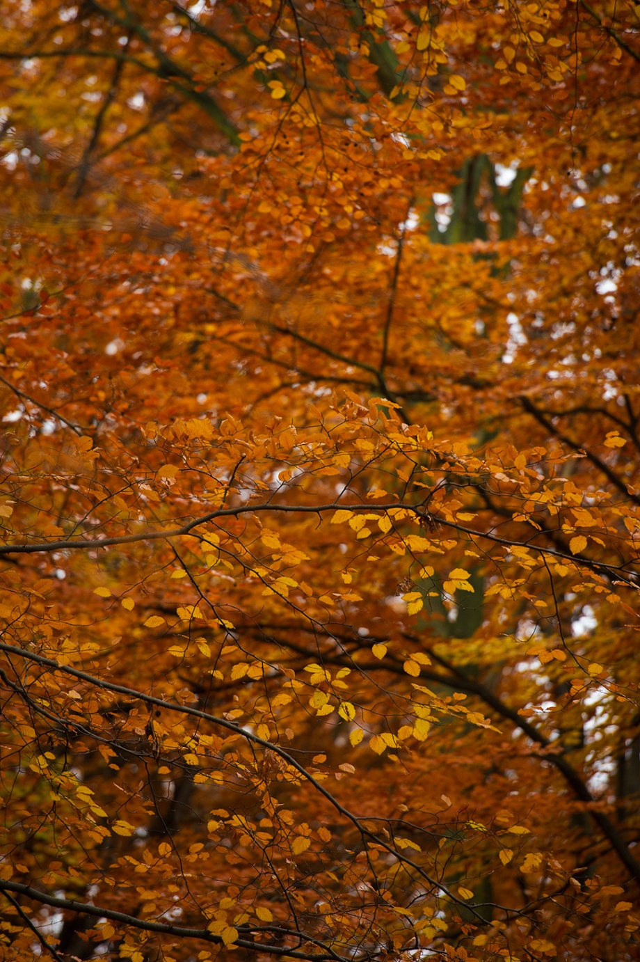 Berlim Novembro 2012