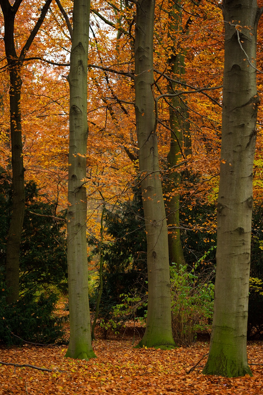 Berlim Novembro 2012