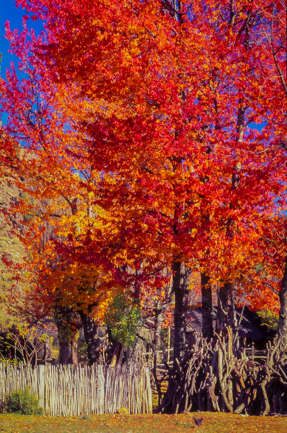 San Martin de los Andes Patagonia Argentina 1996